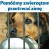 Zbiórka karmy i koców dla zwierząt